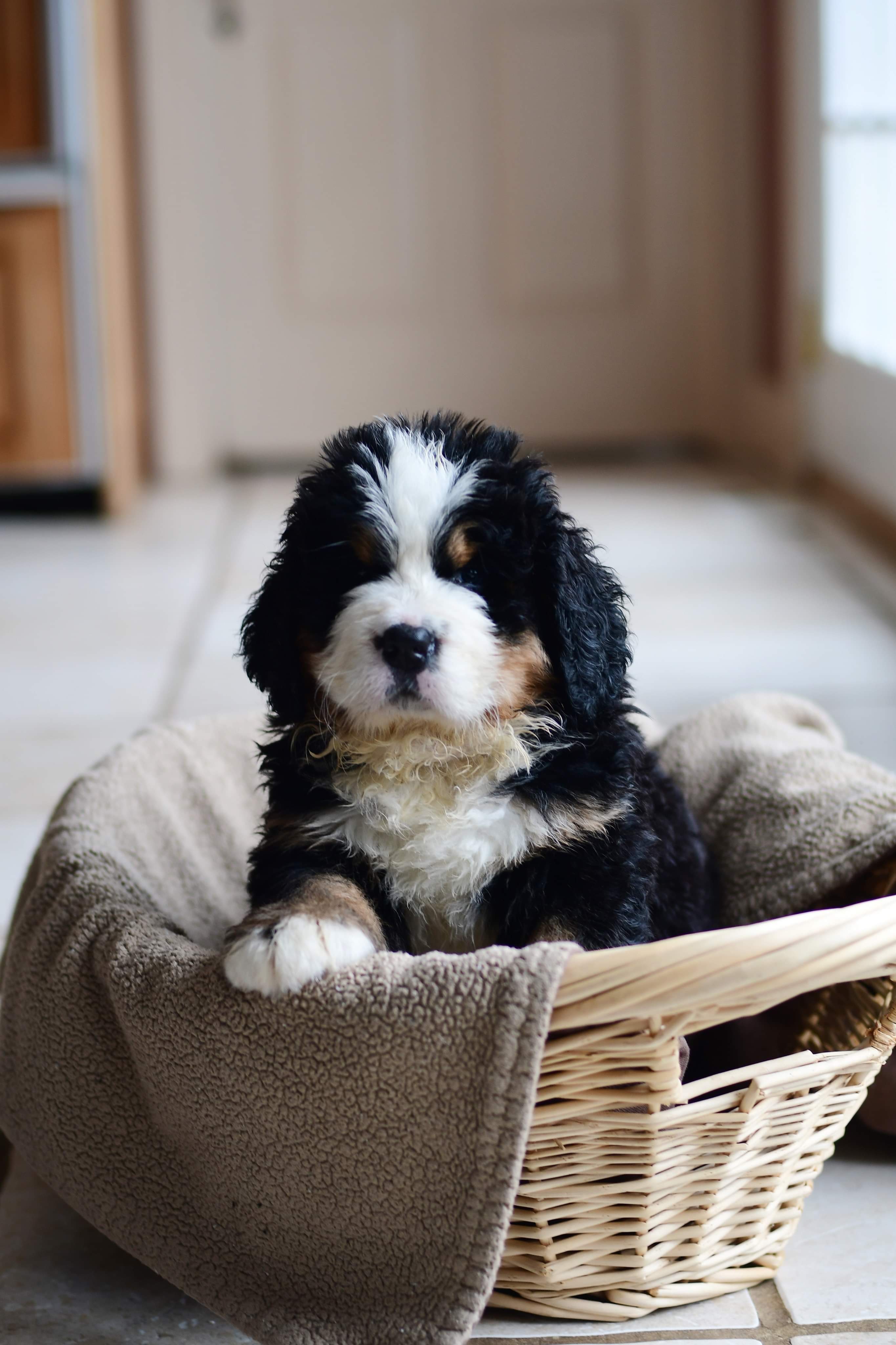 Puppy in Basket