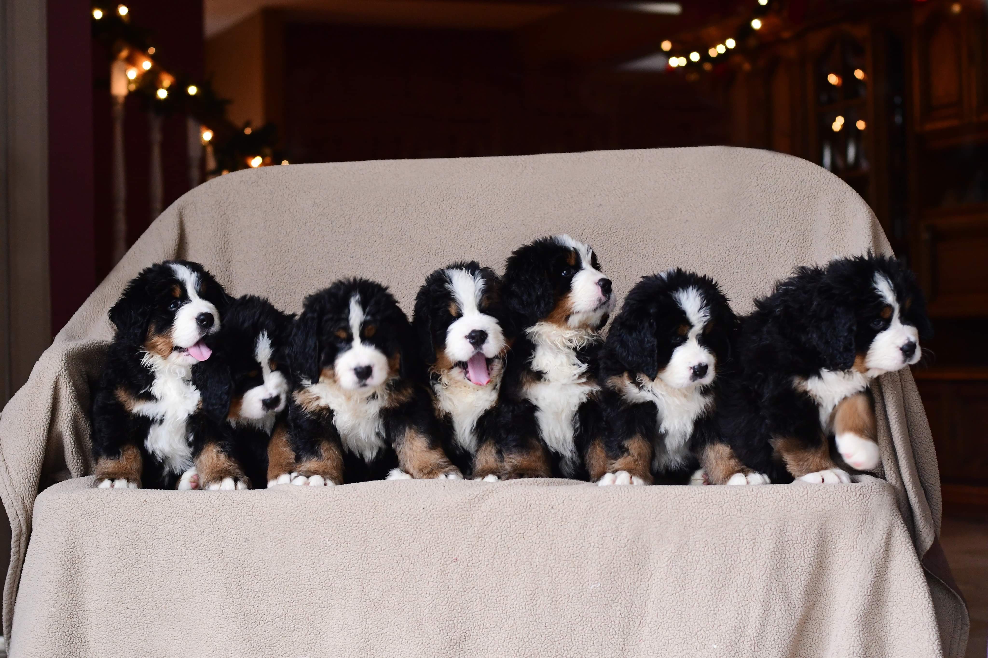 All 7 puppies on bench