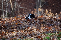 Dasko in Leaf Pile